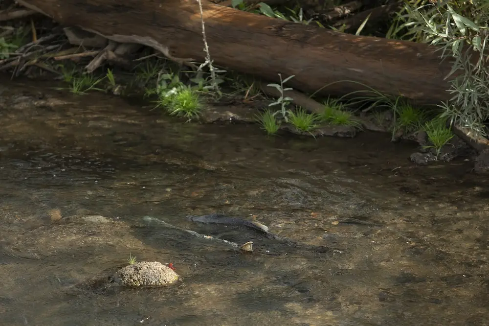 Chinook salmon were observed spawning in tributaries that had been inaccessible for generations, with the rapid return exceeding scientists’ expectations. (Photo courtesy of RES)
