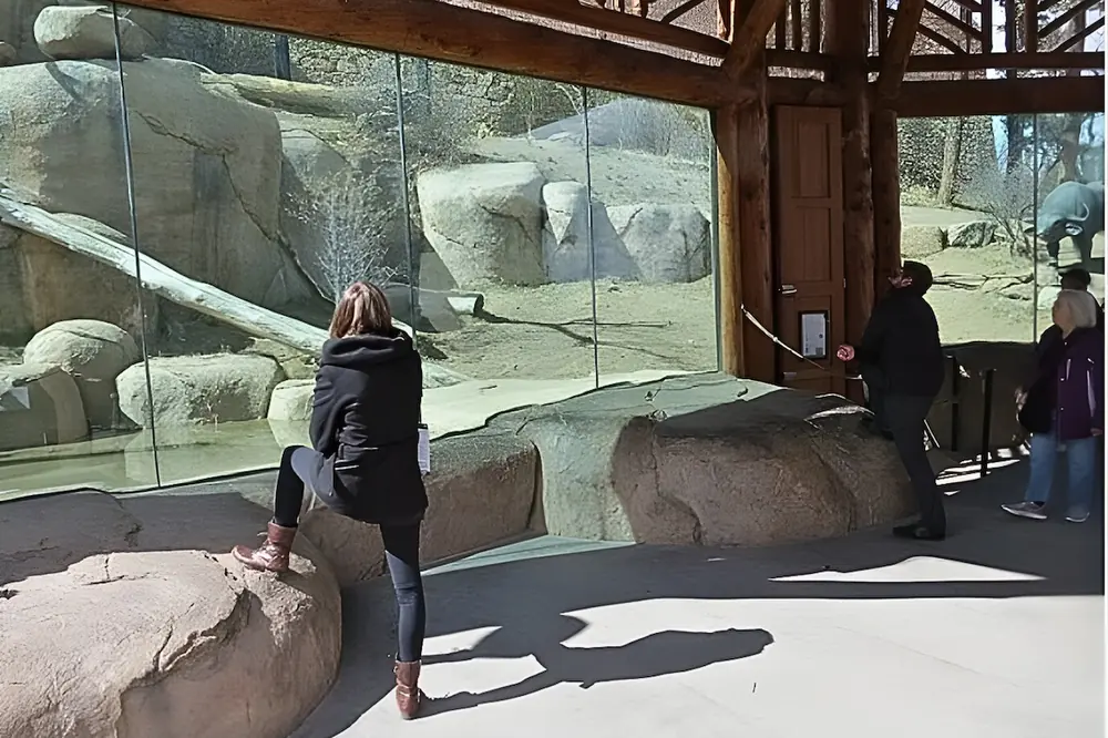 A Texas zoo repurposed massive glass panels — obtained at a reduced cost — to build a new lion exhibit.
